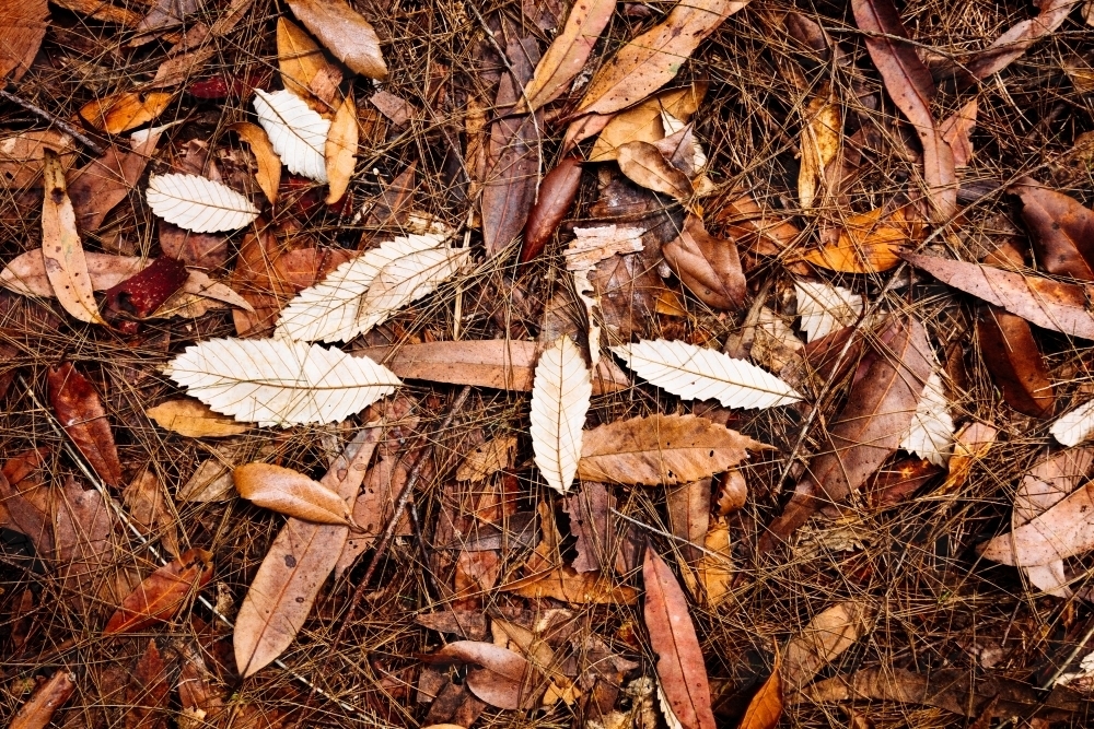 Leaves on the ground of a wet sclerophyll forest. - Australian Stock Image