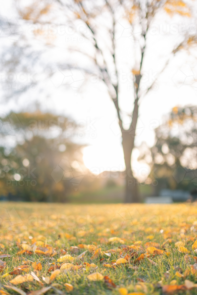 Image of Leaves strewn across the grass at the park in Autumn with copy ...