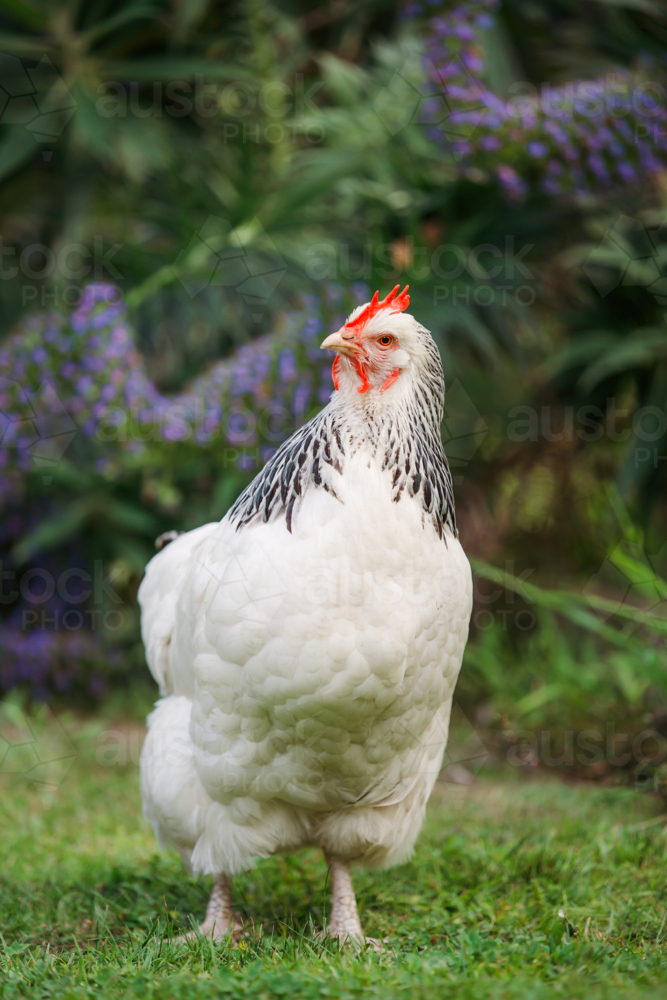 Leghorn chicken in the garden - Australian Stock Image