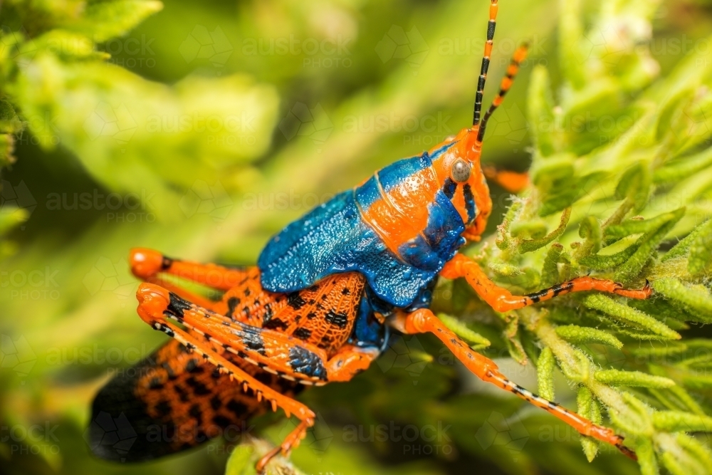 Leichhardt Grasshopper - Australian Stock Image