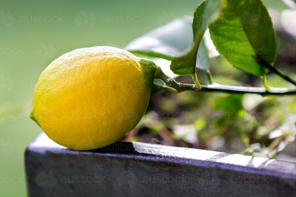 Lemon - Australian Stock Image