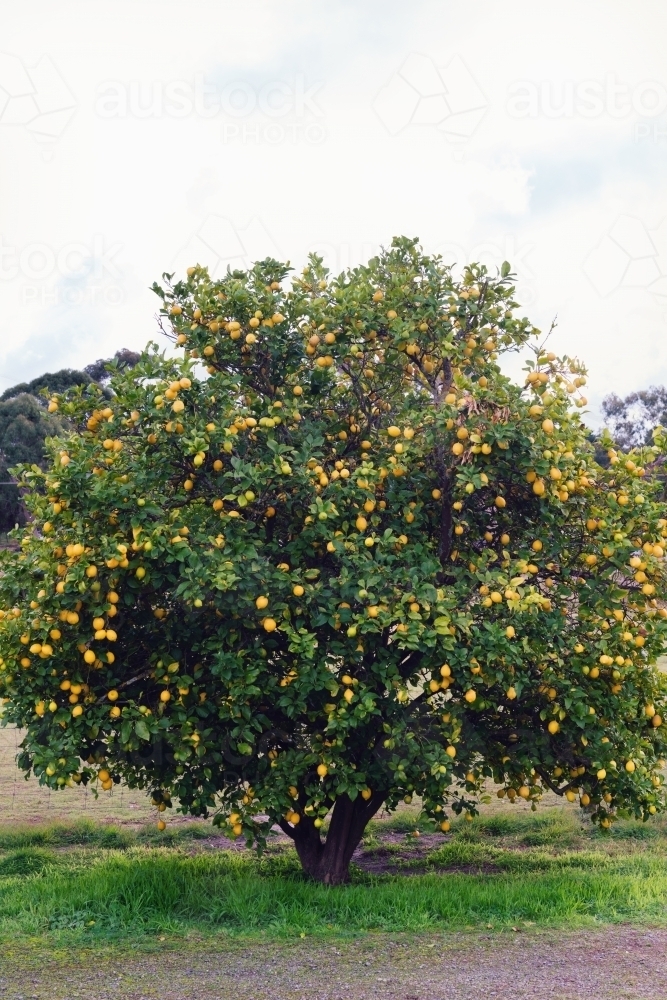 Image of lemons growing on a large lemon tree Austockphoto