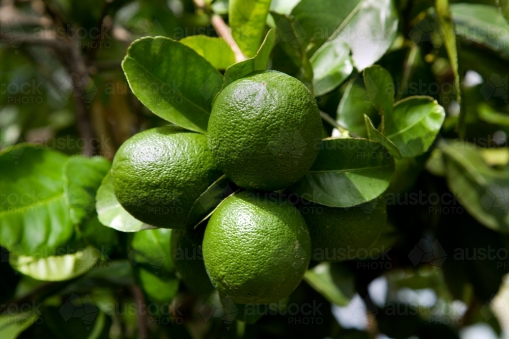 Lemons growing on a lemonade tree - Australian Stock Image