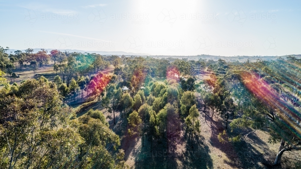 Lens flare of late sun over gum trees in paddock and powerlines - Australian Stock Image