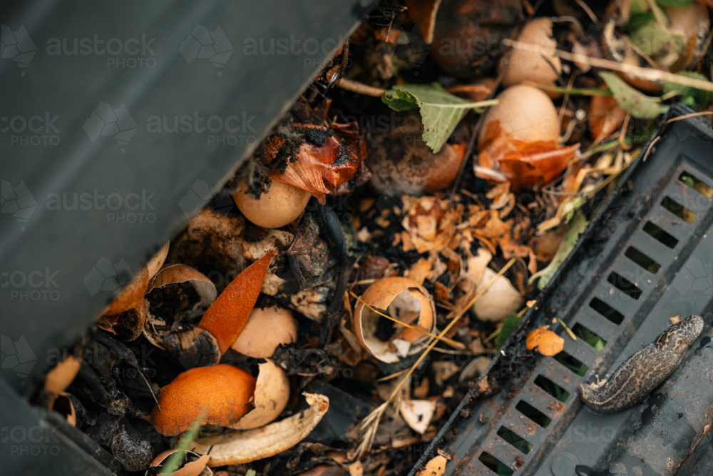 Leopard slug - Limax Maximus - in backyard compost bin - Australian Stock Image