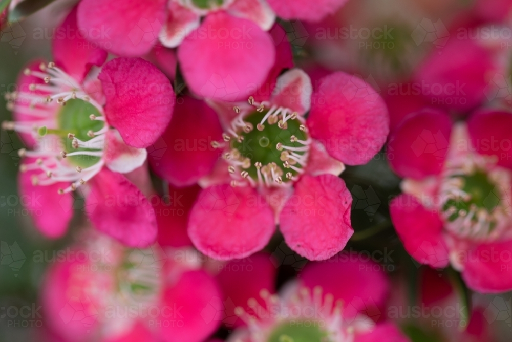 Leptospermum flower close up - Australian Stock Image