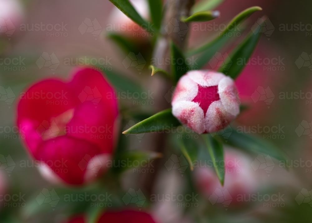 Leptosprmum bud close up - Australian Stock Image
