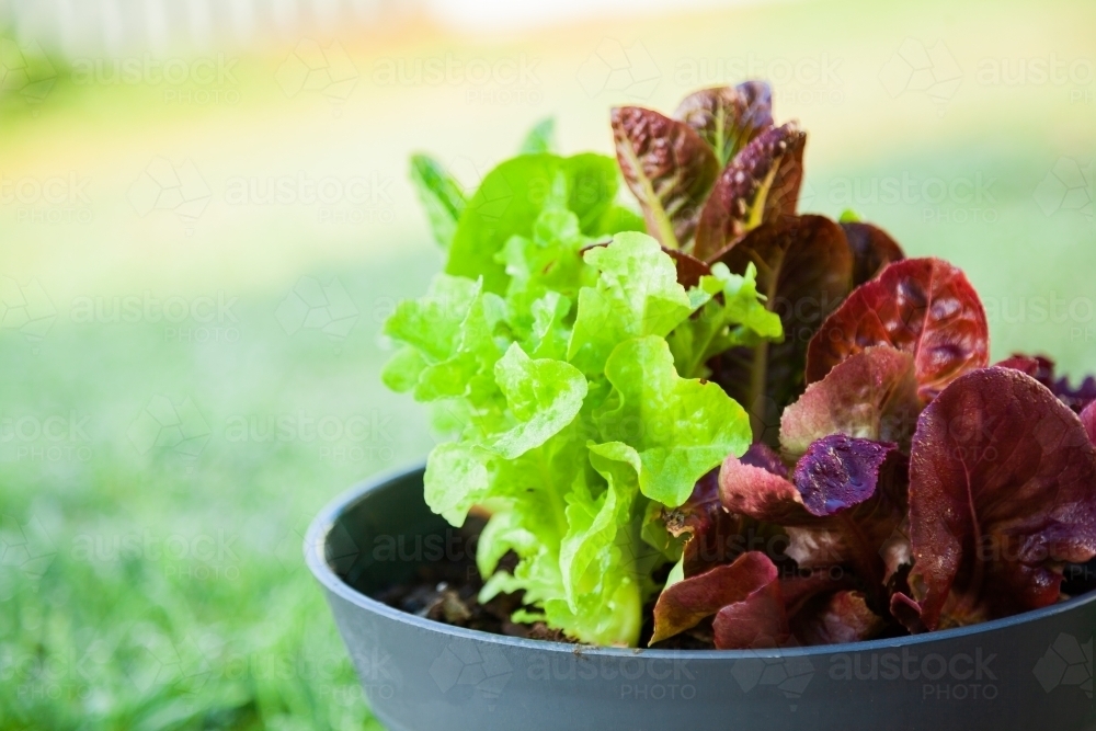 Lettuce - Australian Stock Image