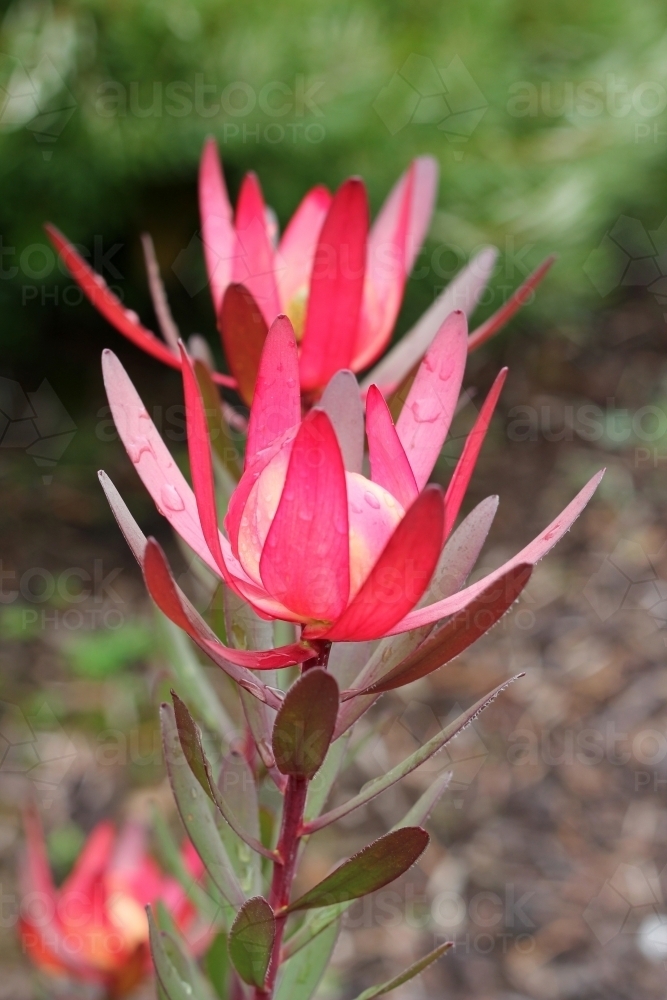 Leucadendron flowers after the rain - Australian Stock Image