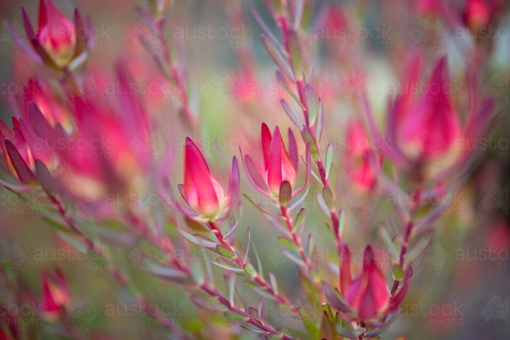 Leucadendron plant foliage - Australian Stock Image