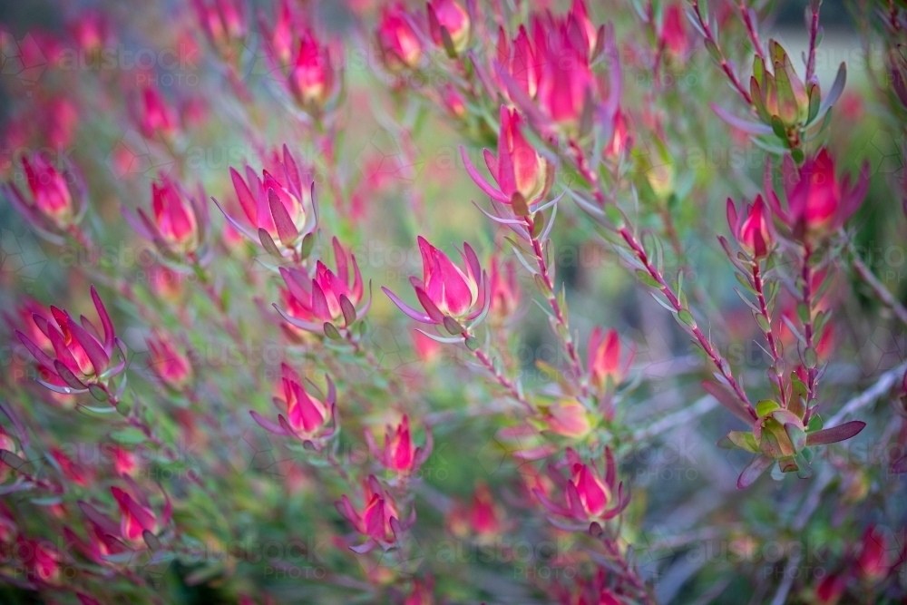 Leucadendron plant foliage - Australian Stock Image