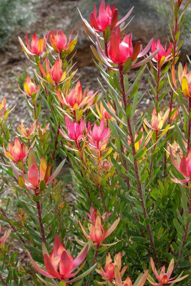 Leucadendron shrub in flower - Australian Stock Image