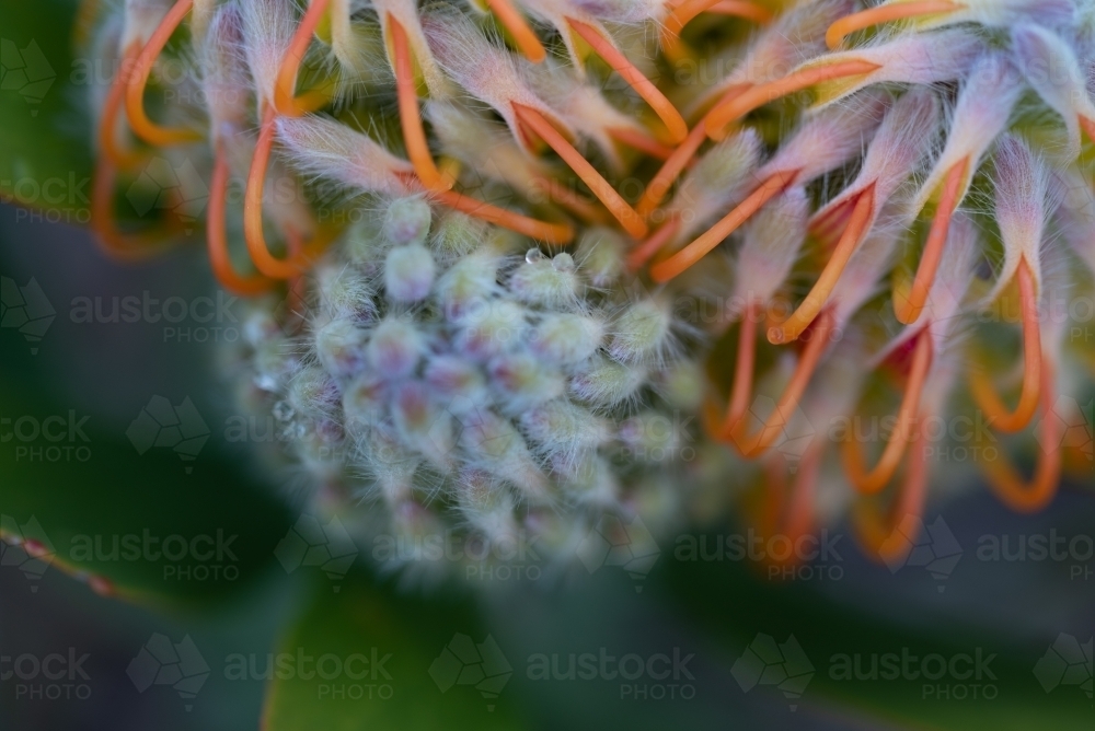 Leucospermum patersonii - Australian Stock Image