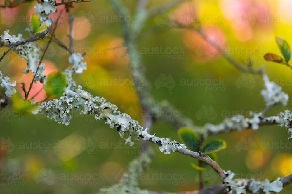 Lichen air plants growing on crepe myrtle twigs on early autumn day - Australian Stock Image