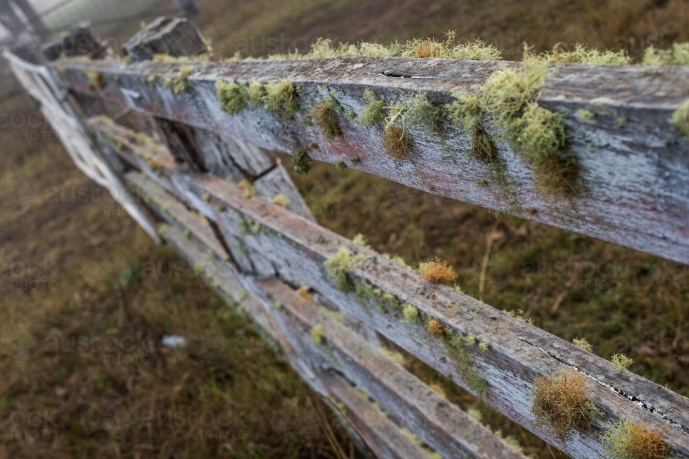 Lichen covered fence - Australian Stock Image