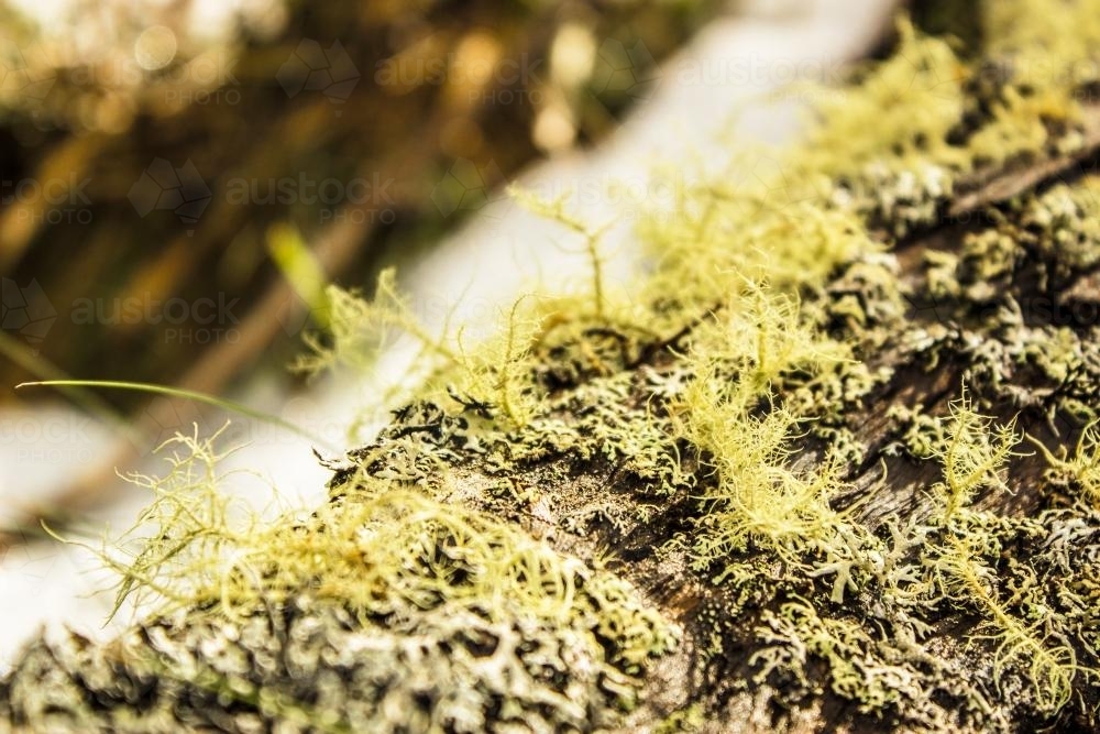 Lichen growing on a fallen log in the snow - Australian Stock Image