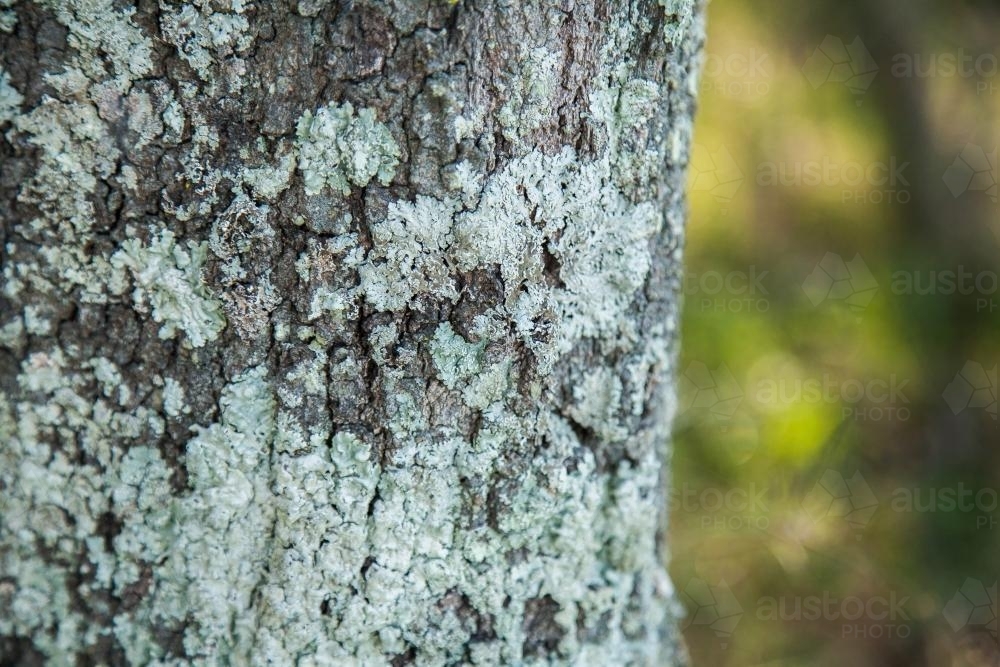 Lichen growing on the trunk of a gum tree - Australian Stock Image