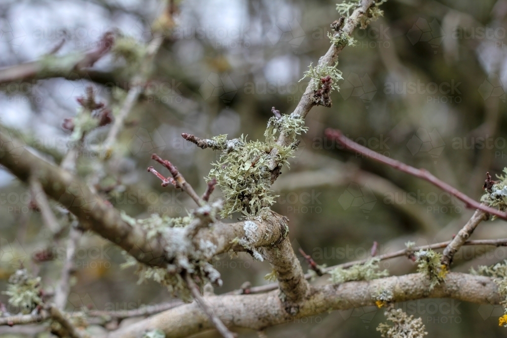 Lichen growing on tree branch - Australian Stock Image