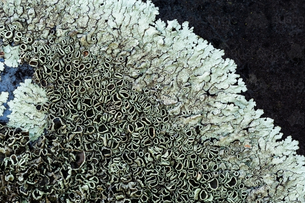 Lichen growing out on rusted old metal car bonnet - Australian Stock Image