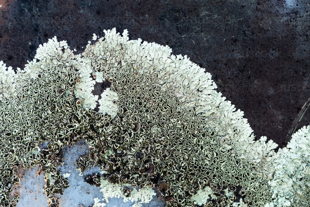 Lichen growing out on rusted old metal car bonnet - Australian Stock Image