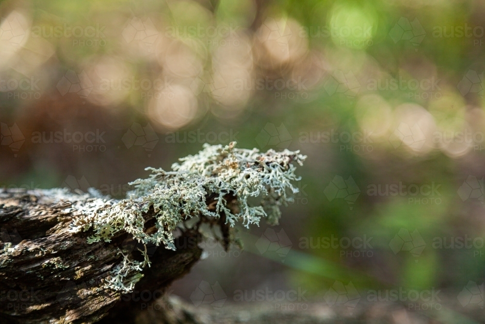 Lichen on tree stump with bokeh green background - Australian Stock Image