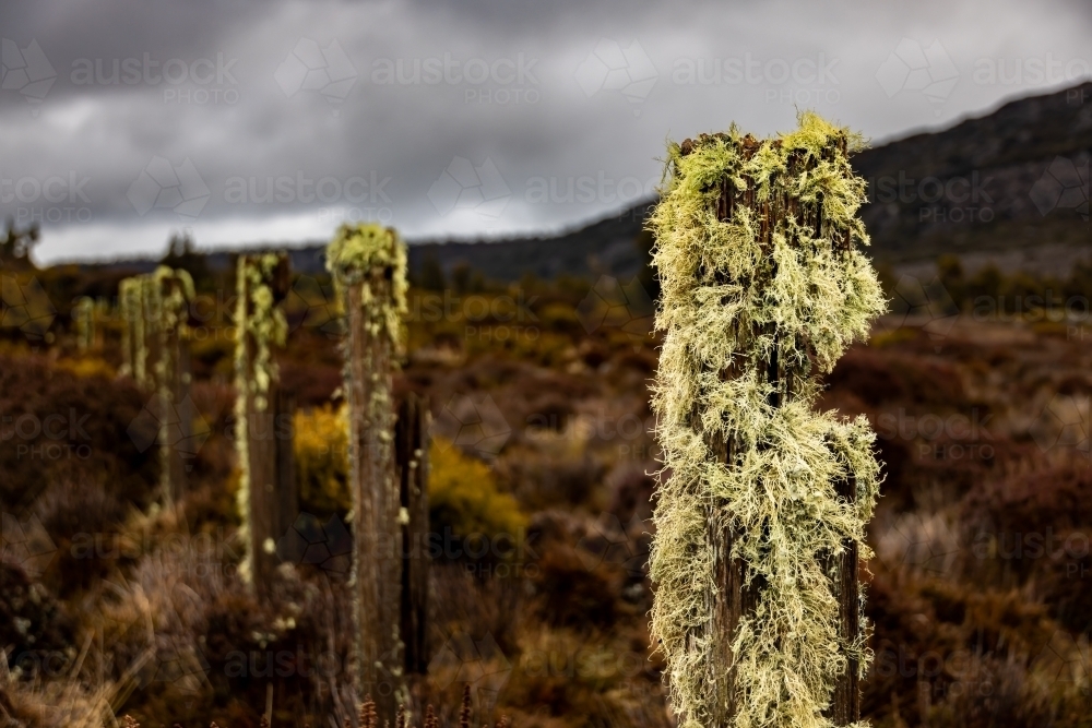 Lichens on fenceposts in highlands - Australian Stock Image