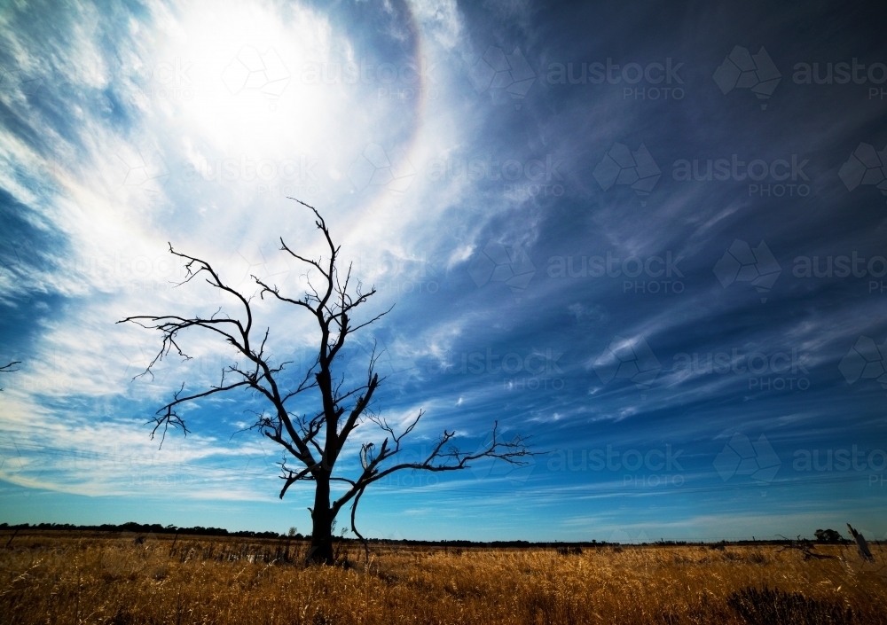 Lifeless tree in the hot summer sun in Australia. - Australian Stock Image