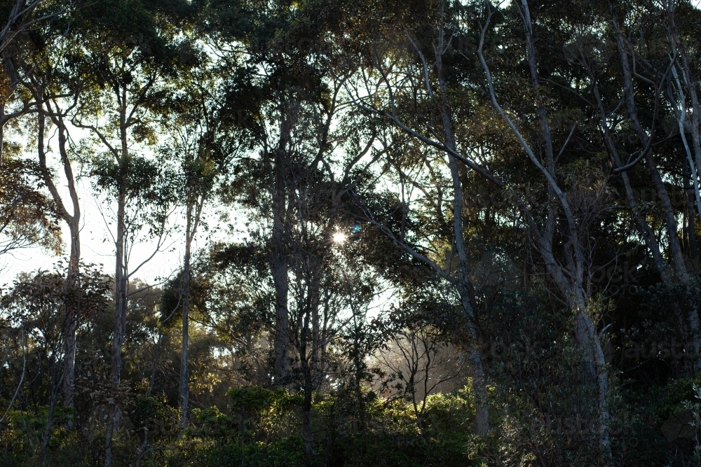 Light between trees - Australian Stock Image