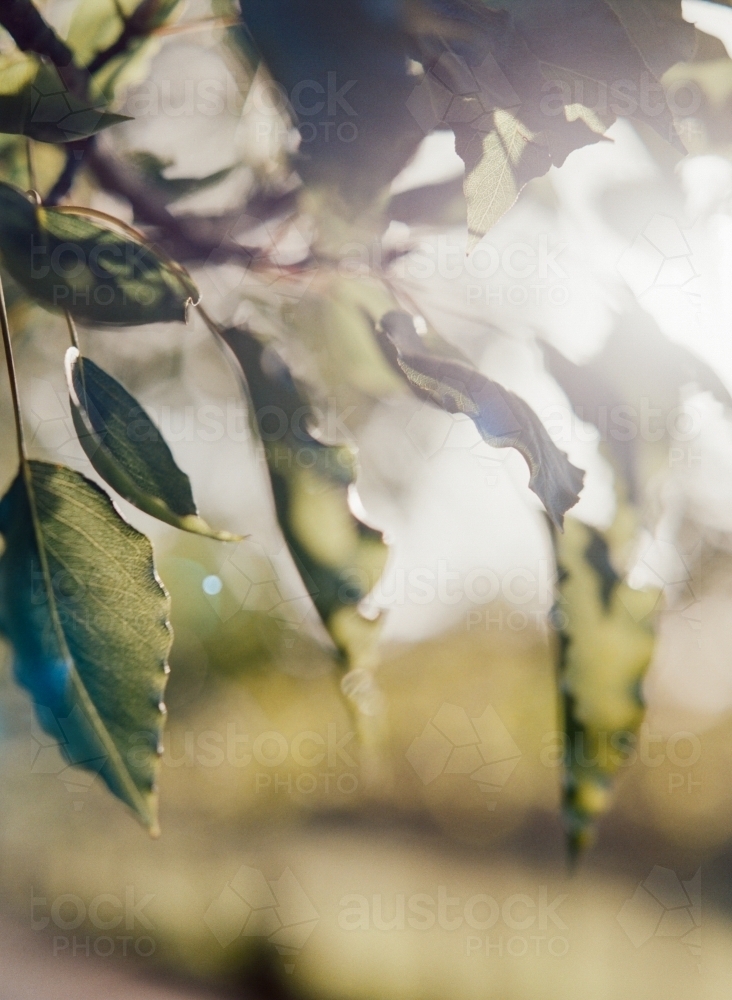 Light bursting through leaves in the morning - Australian Stock Image