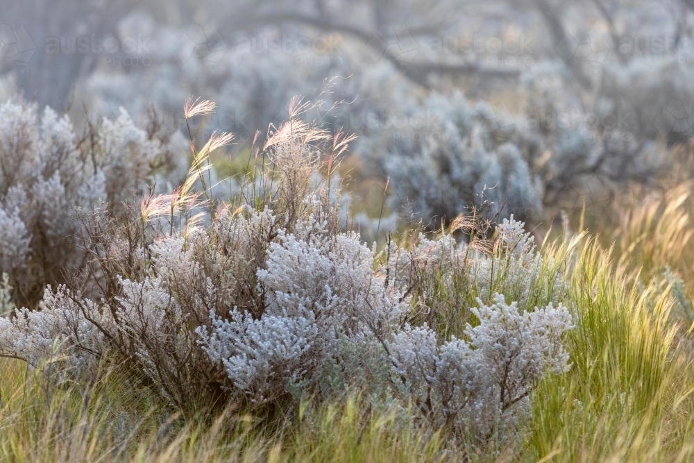 light catching grass flowerheads among bushes - Australian Stock Image