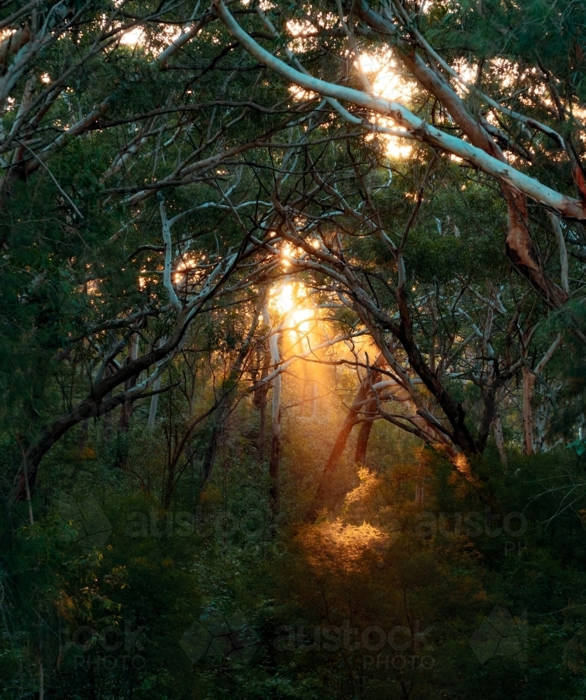 Light coming through trees at sunset at the fernleigh track - Australian Stock Image