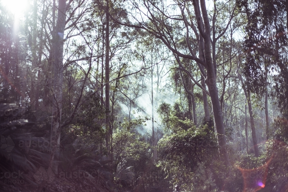 Light flare and sun rays through smoke in forest - Australian Stock Image