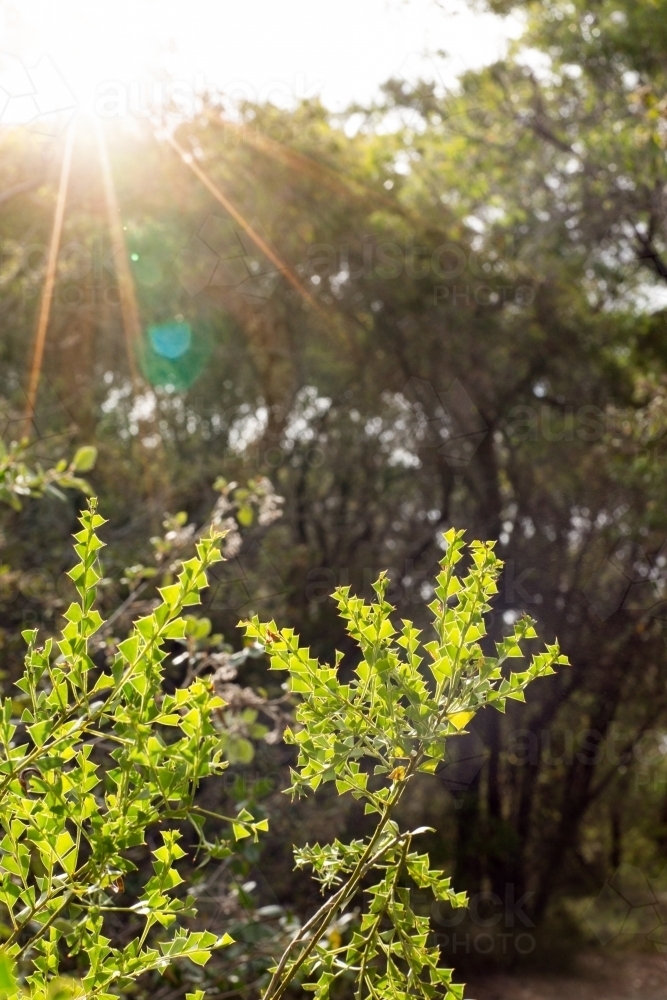 Light green prickly leaves in bushland - Australian Stock Image