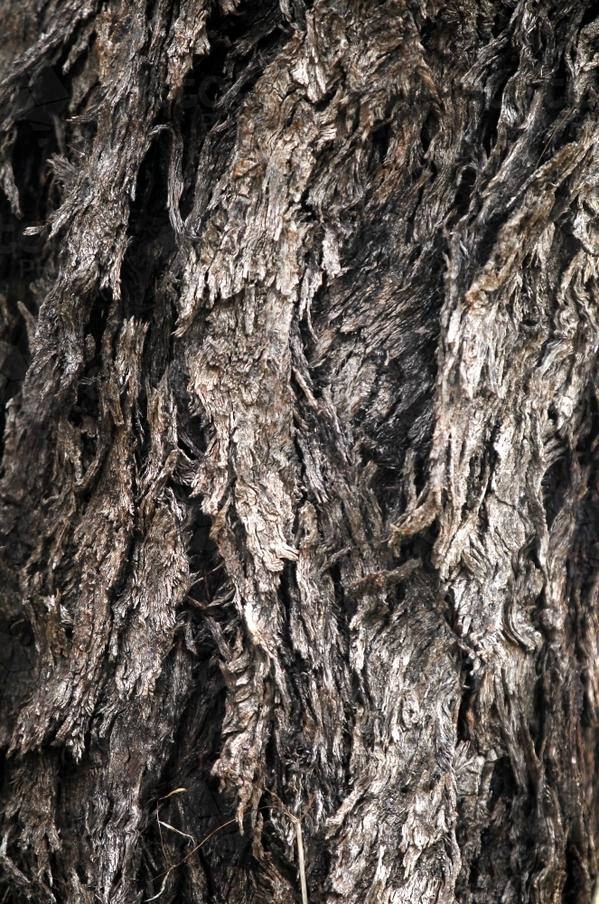 Light hitting gnarly tree bark - Australian Stock Image