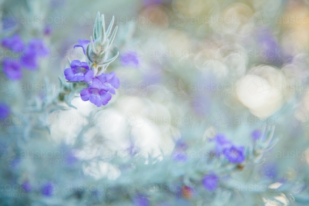 Light purple flowers on a silver bush in an afternoon garden - Australian Stock Image