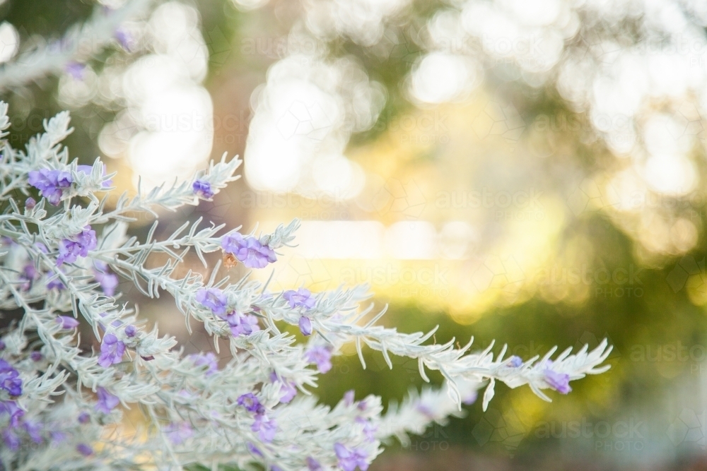 Light purple flowers on a silver bush in an afternoon garden - Australian Stock Image