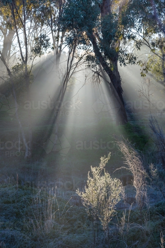 Light rays beam through gum trees on a foggy winter morning - Australian Stock Image