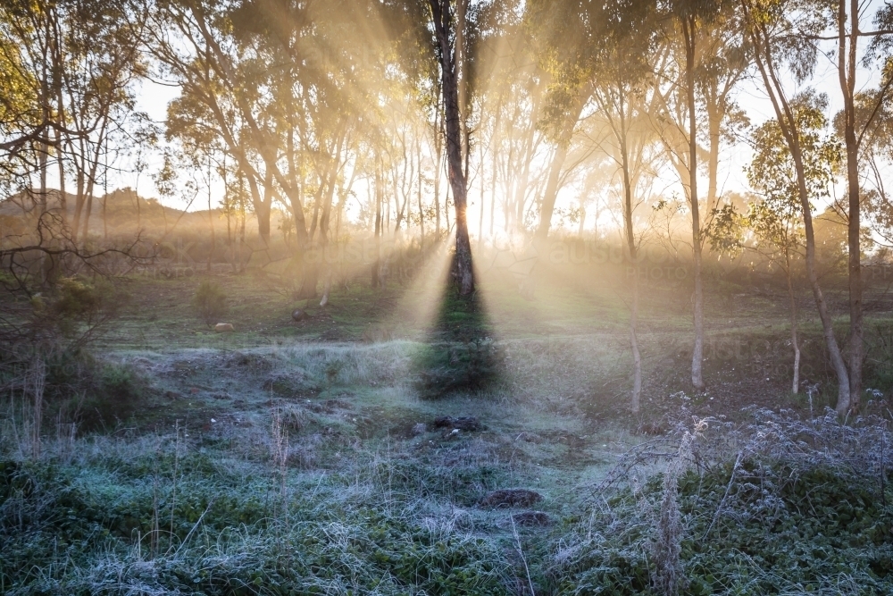 Light rays beam through gum trees on a foggy winters morning - Australian Stock Image