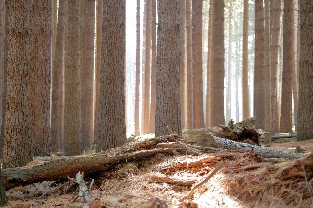 Light shining through a sugar pine forest - Australian Stock Image