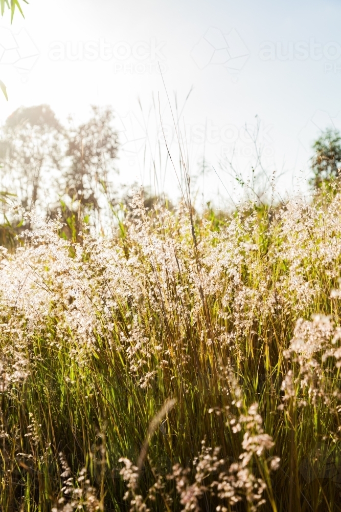 Light shining through grass seed heads - Australian Stock Image