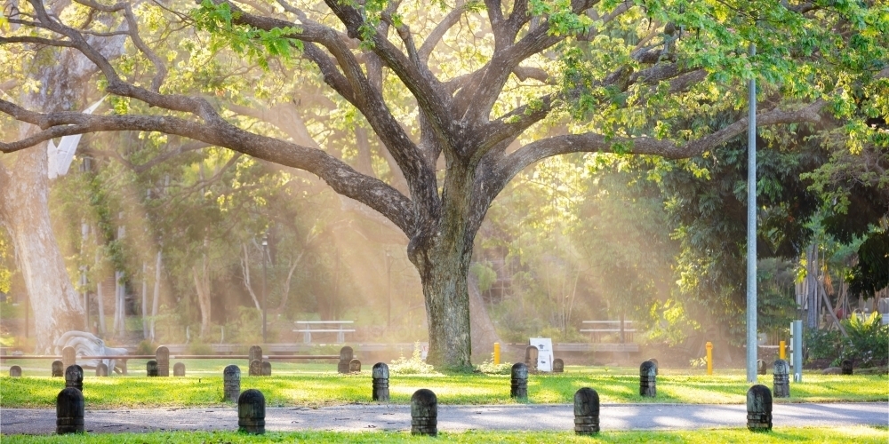 Light shining through native Raintree, Darwin Botanic Gardens - Australian Stock Image