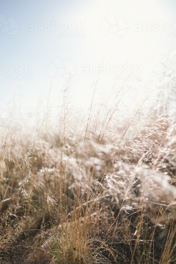 Light shining through Summer grass - Australian Stock Image