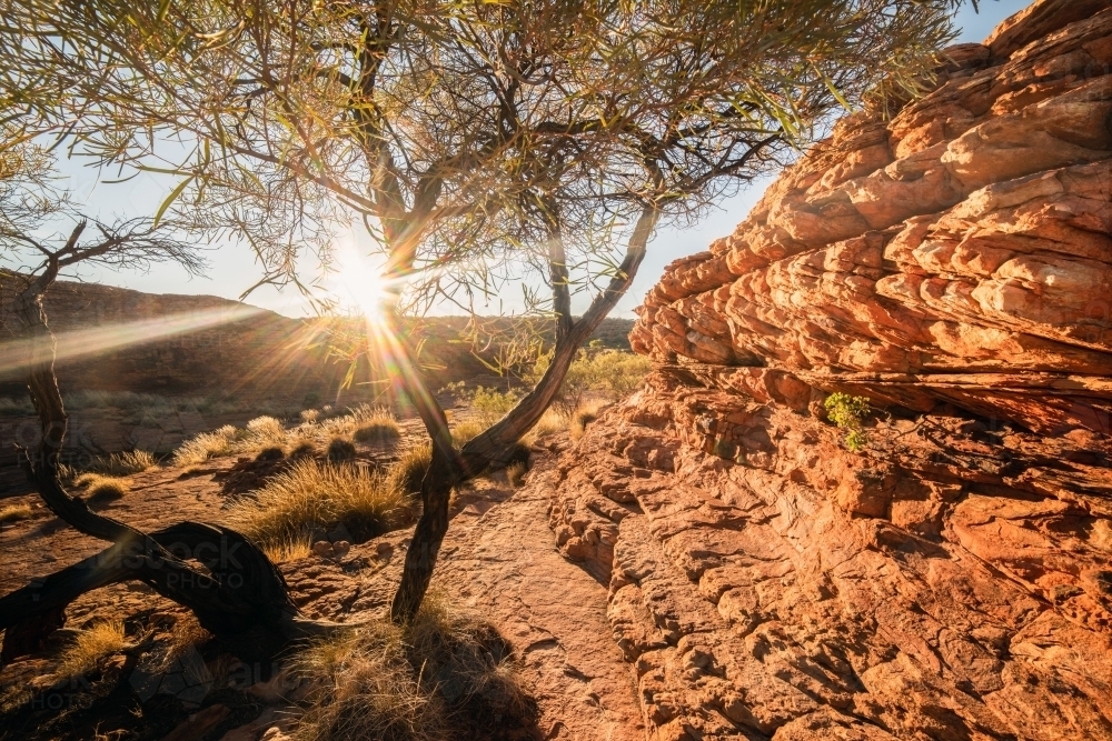 Light shining through the tree on the pathway of the canyon - Australian Stock Image