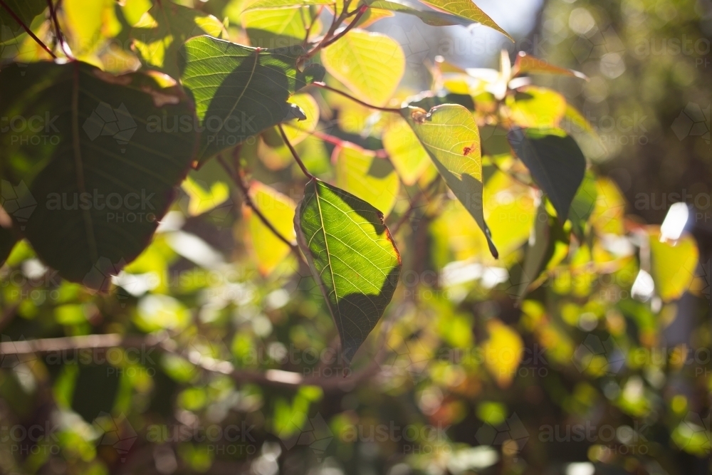 Light shining through tree leaves - Australian Stock Image