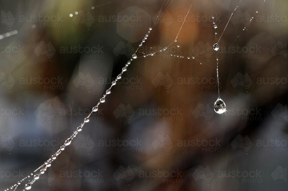 Light sparkling off dew on a spiderweb - Australian Stock Image