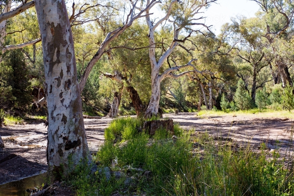 light through gum trees in dry creek - Australian Stock Image