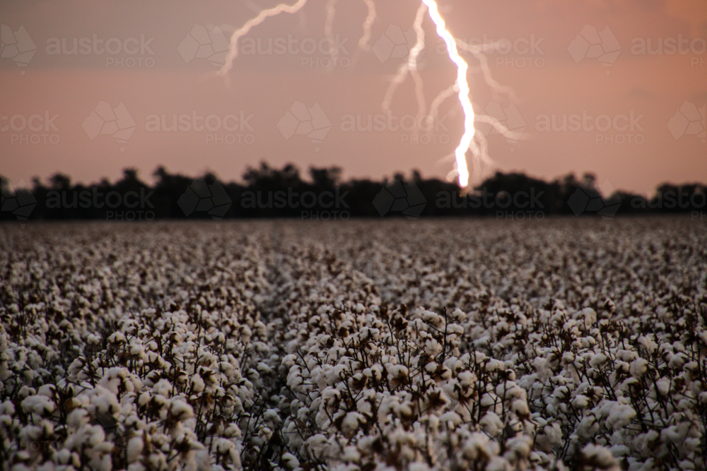 lightning strike over cotton - Australian Stock Image