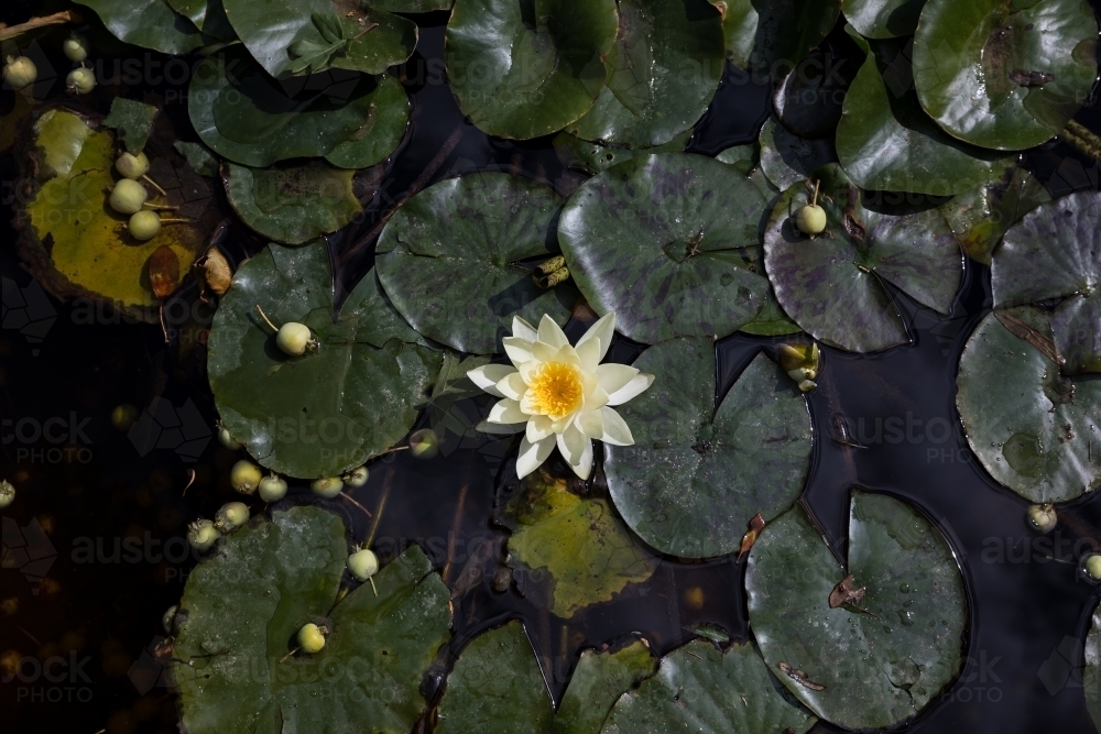 Lilly in a pond - Australian Stock Image