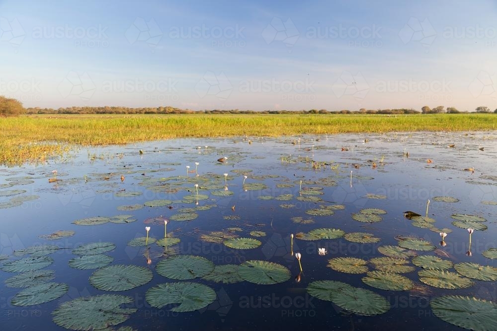 Lily Pads at Yellow Water Billabong, Kakadu National Park - Australian Stock Image