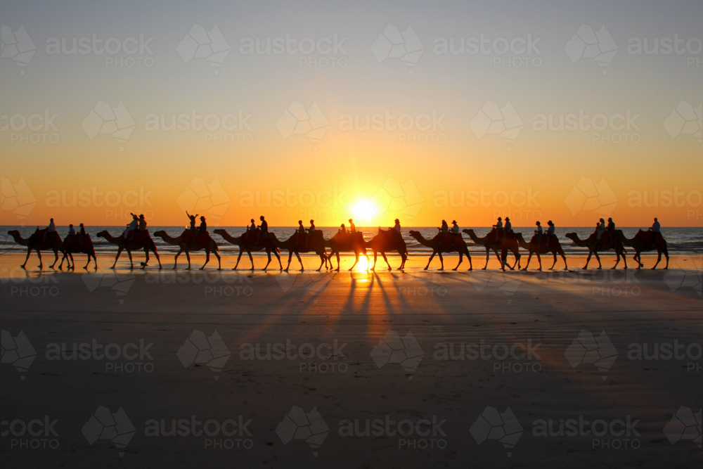 Line of camels on the beach at sunset - Australian Stock Image
